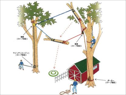 愛知教育大学 メタセコイヤ樹木伐採工事