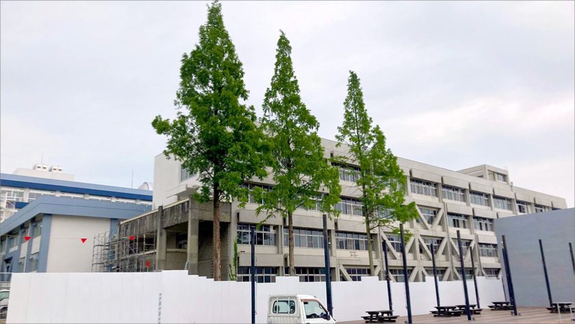 愛知教育大学 メタセコイヤ樹木伐採工事の画像