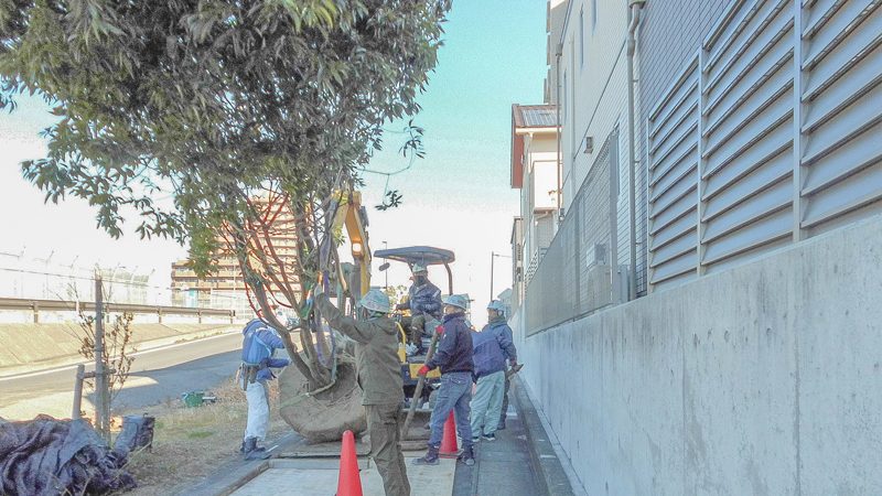 名古屋市緑区ライオンズ徳重グランヒルズ 外構植栽工事