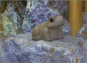 おかざき楽の湯…いい湯だな♪♪
