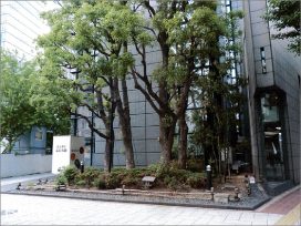 大阪市某御堂筋ビル 緑地帯植栽工事