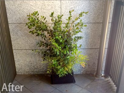 京都市下京区の介護施設の庭園植栽工事
