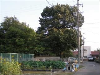 アベマキ保全工事の画像