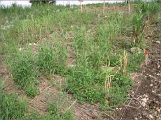 馬洗川人工ワンド水辺植栽実験（２）