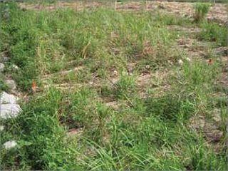 馬洗川人工ワンド水辺植栽実験（２）
