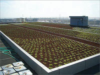 工場屋上緑化