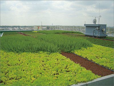 工場屋上緑化