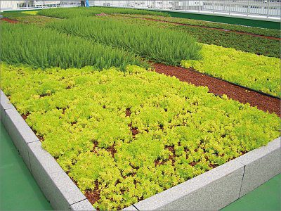 工場屋上緑化
