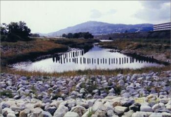馬洗川人工ワンド水辺植栽実験（１）