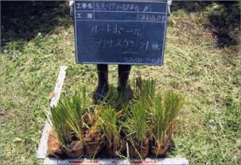 馬洗川人工ワンド水辺植栽実験（１）