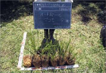 馬洗川人工ワンド水辺植栽実験（１）