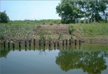 馬洗川人工ワンド水辺植栽実験（１）