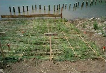 馬洗川人工ワンド水辺植栽実験（１）