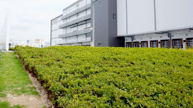 関西最大規模ゲートウェイターミナル植栽工事