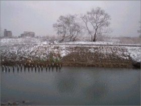 馬洗川人口ワンド水辺植栽実験（３）