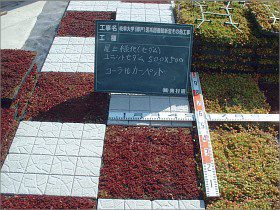 岐阜大学医学部図書館の屋上緑化