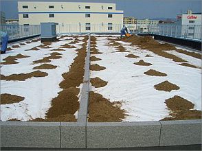 工場屋上緑化