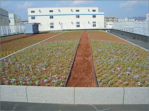 工場屋上緑化