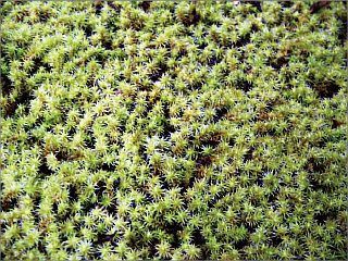 スナゴケの特徴の画像