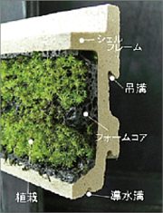 スナゴケの特徴