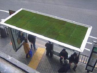 スナゴケの特徴
