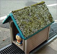 スナゴケの特徴