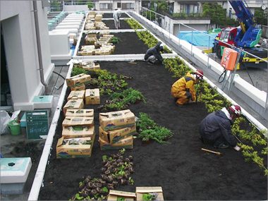 緑あふれる屋上で新しい校舎が輝いてみえます（１）