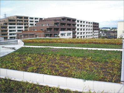 緑あふれる屋上で新しい校舎が輝いてみえます（２）