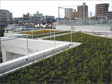 緑あふれる屋上で新しい校舎が輝いてみえます（２）の画像
