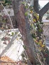 パークハウス楽園町 修景工事