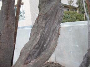 パークハウス楽園町 修景工事