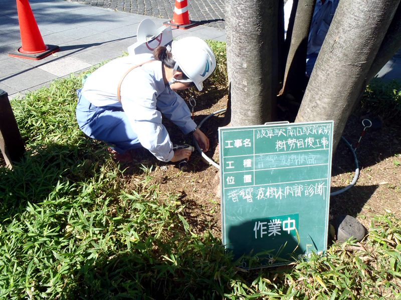 樹木内部診断システムで樹木の腐朽状態を調べる