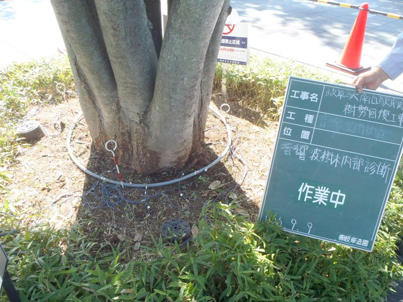 樹木内部診断システムで樹木の腐朽状態を調べる