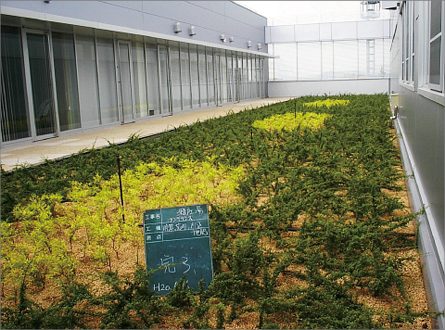 屋上緑化の四季移り変わり