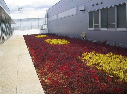 屋上緑化の四季移り変わり
