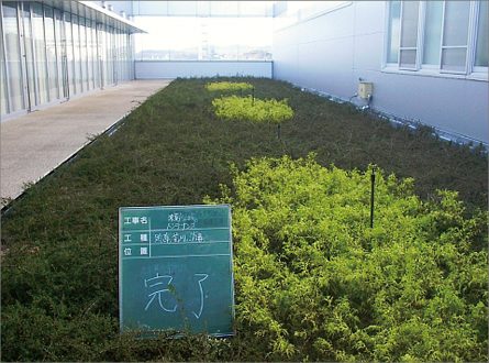 屋上緑化の四季移り変わりの画像