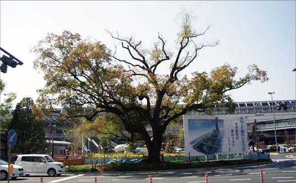 駅前のシンボル樹がこんなに元気になりました