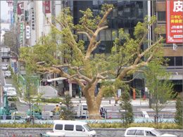 駅前のシンボル樹がこんなに元気になりました